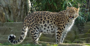 В зоопарке Одессы леопард напал на человека: в полиции говорят о "нарушении правил безопасности"