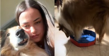 Жінка купила басейн, який мав врятувати собаку від спеки: що пішло не так