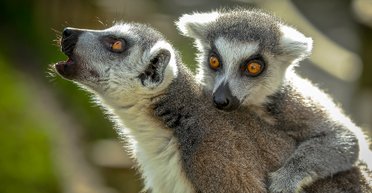 Влюбленные лемуры проливают свет на тайну моногамии, - ученые