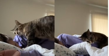 "Будильник высшего класса": сеть покорили кадры, как кошка каждое утро трогательно пробуждает владелицу (фото)