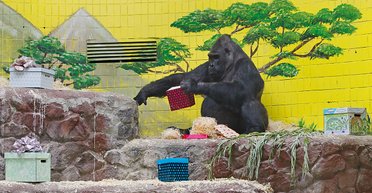 Тоник, Казик и пингвины. Как живет Киевский зоопарк, двенадцать лет назад находившийся на грани исчезновения