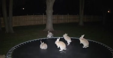 ИИ-ролики с животными на батуте вызвали дискуссию в сети: как выявить обман (видео)