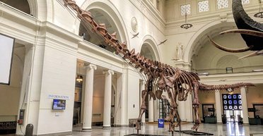 Конкурент синього кита: якою була найбільша тварина, що коли-небудь ходила Землею (фото)