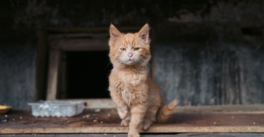 Жертви страху. Побоюючись війни, кияни почали відмовлятися від своїх вихованців – волонтери