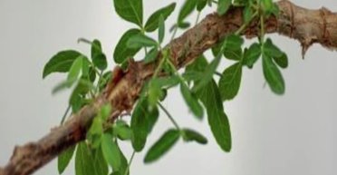 О нем писали в Библии: ученые вырастили исчезнувшее дерево из 1000-летнего семени (фото)