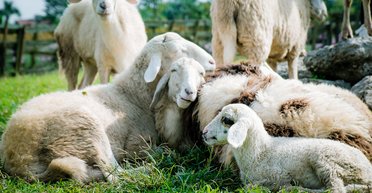 Могут быть опасны: овцы вторглись в теплицу и съели более 270 кг каннабиса