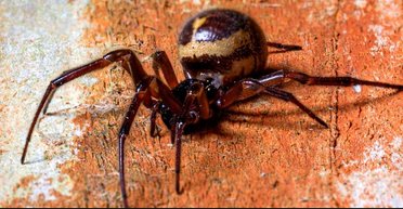 Мужчина подумывает "сжечь дом" после невероятной находки: что он у себя обнаружил