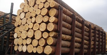 Три аргумента против. Почему мораторий на экспорт леса нужно сохранить