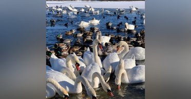Справжній аншлаг: набережну Оболоні заполонили лебеді (відео)