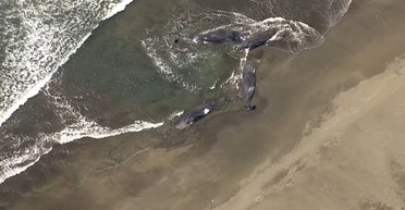 Землетрясение на Камчатке убило китов и кашалотов в Японии (видео)