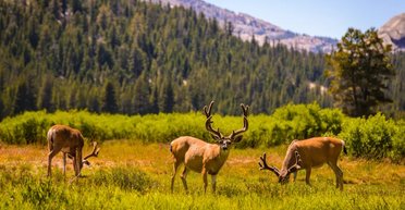 Світяться у лісі: олені розкидають лісом дивні ультрафіолетові сліди (відео)