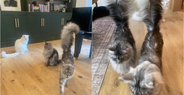 Домашній кіт з найбільшим на планеті хвостом офіційно став рекордсменом (фото)