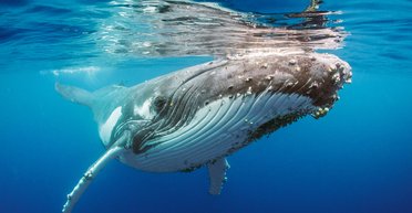 Больше трехэтажного дома: украинских полярников "атаковал" горбатый кит