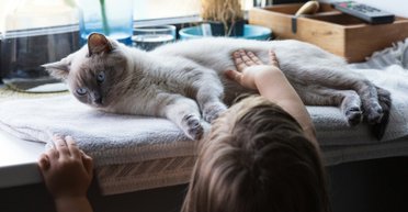 Ці 7 котів зведуть вас з розуму — і ви їх за це полюбите (фото)
