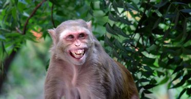 Как в фильме про зомби: сбежавшие из лаборатории обезьяны начали нападать на людей