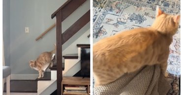 Мужчина взял кота из приюта: теперь животное не расстается с одной вещью, что умилило пользователей (фото)