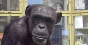 Читала на китайском и английском: кем была 49-летняя шимпанзе, которая недавно умерла (фото)