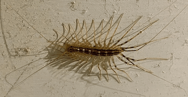 Усе ще в будинку: професор виявив у ванній рідкісну отруйну багатоніжку (фото)