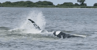 Смертельний удар: кит з усієї сили врізався у човен з туристами (відео)