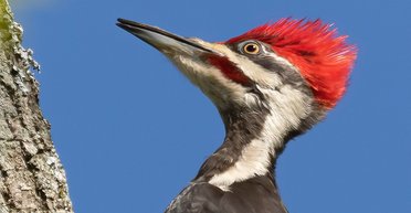 Ученые рассказали, что произойдет с нашим миром, если все птицы вымрут (фото)