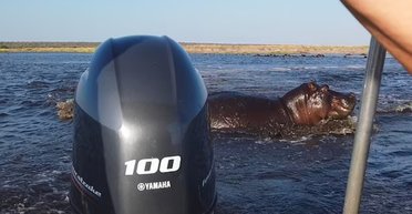 Бегемот переслідував човен із наляканими туристами, а потім почав шматувати його (фото)