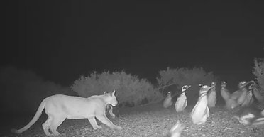 У Патагонії пуми почали полювати на пінгвінів: це дивним чином змінило поведінку кішок (фото)