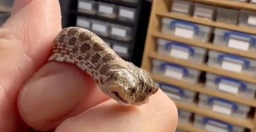 Один шанс на 100 тисяч: у зоомагазині вилупилася рідкісна двоголова змія (відео)