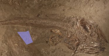 Проковтнула більше, ніж змогла перетравити: жадібну рибу вбив її власний обід 180 млн років тому (фото)