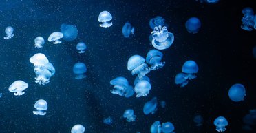 Биофлуоресценция и биолюминесценция: в чем на самом деле разница