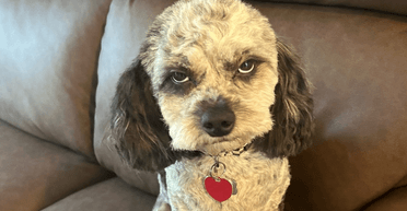 Жінка відвела пса до грумера: ніхто не очікував, яким він повернеться (фото)