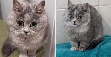 Дівчина завела кошеня з України: через кілька місяців вона зрозуміла, що щось пішло не так (фото)