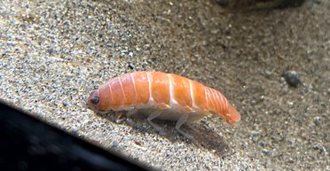 Оживший ролл. Ученые обнаружили существо, похожее на суши из лосося (фото)