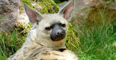 Хтозна що і збоку хвіст. 11 дивних тварин, яких часто приймають за фейк