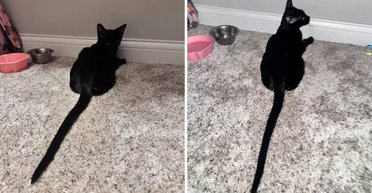 Жінка підібрала кота на вулиці, а потім побачила, наскільки незвичайний у нього хвіст (фото)