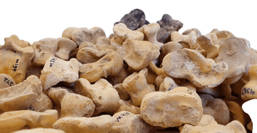 В Израиле нашли кости животных, использующихся для игр и пророчеств (фото)