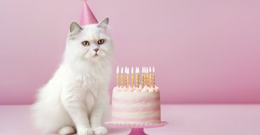 До 20 років і більше: які породи котів живуть найдовше