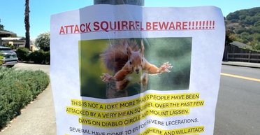 "Дуже зла білка" тероризує місто: п'ятеро людей потрапили до лікарні (відео)