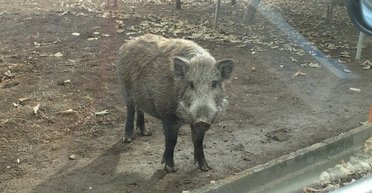 У радиоактивных свиней-мутантов появились новые тревожные способности