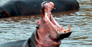 Чудо на Замбези: мужчина рассказал, как ему удалось выжить после нападения водного хищника (видео)