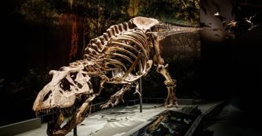 Мільйони років тому Земля була зовсім іншим світом: показав аналіз зубів динозаврів