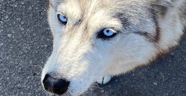 Дело не в предчувствиях смерти: ученые выяснили, почему воют собаки и какие породы самые "разговорчивые"