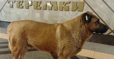 Талісман "Термків": хто поскаржився на пса Мішу, якого не пустили в метро (фото)