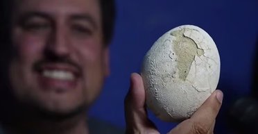 Найдено яйцо динозавра возрастом 70 млн лет: выглядит так, будто было отложено вчера