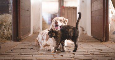 В Україні посилять правила утримання тварин: що зміниться