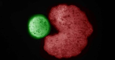 Новая форма жизни на Земле начала размножаться: первые "живые роботы" дали потомство