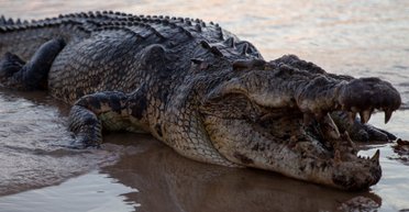 Заборонено виходити з дому: понад 70 крокодилів втекли з ферми під час повені (фото)