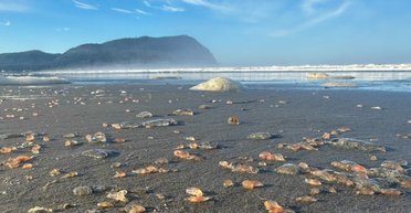 На пляж в Америке выбросило тысячи розовых желеобразных существ (фото)