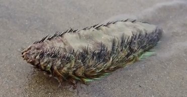 "Телефонуйте військовим": "інопланетна" морська істота налякала людей (відео)