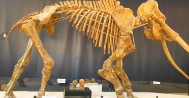 Охотились на самых больших животных своего времени: исследование раскрыло неандертальцев с неожиданной стороны