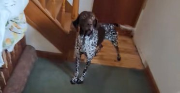 Охотничья собака против кота: кто оказался смелее на самом деле (видео)